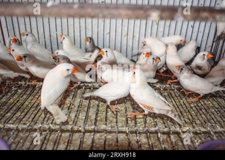 Un grand angle d'oiseaux zébrés finch assis dans la cage dans le marché à vendre. Beaux oiseaux Amadins en cage. Oiseaux zèbre finch dans le marché aux oiseaux. Beauti Banque D'Images