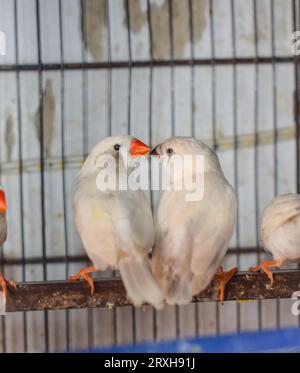 Un grand angle d'oiseaux zébrés finch assis dans la cage dans le marché à vendre. Beaux oiseaux Amadins en cage. Oiseaux zèbre finch dans le marché aux oiseaux. Beauti Banque D'Images