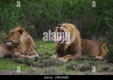 Paire de lions mâles (Panthera leo) se relaxant sur la savane ; Serenera, Tanzanie Banque D'Images