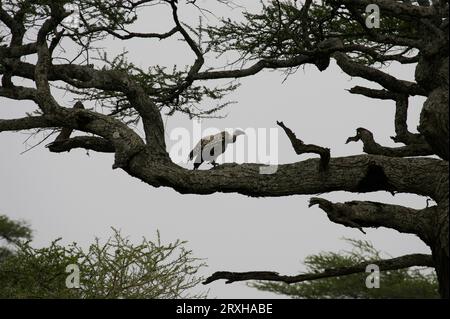 Vautours perché sur une branche d'arbre ; Serenera, Tanzanie Banque D'Images