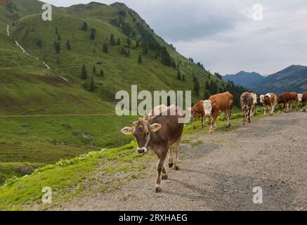 Vaches laitières à alm dans le Tyrol ; Alpbach, Autriche Banque D'Images