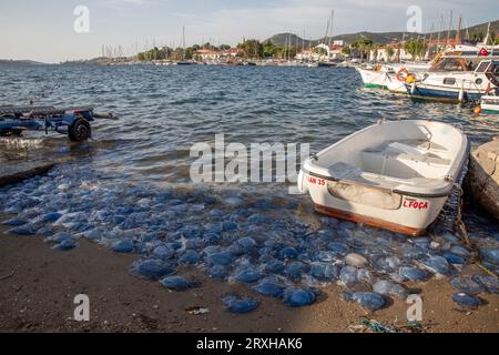 Izmir, Turquie. 25 septembre 2023 : invasion de méduses bleues sur les plages touristiques et historiques d'Eski Foca à Izmir en Turquie le 25 septembre 2023. Le braconnage des concombres de mer constitue une autre allégation pour l’augmentation des méduses, qui est attribuée au réchauffement de l’eau de mer dû à la pollution et au changement climatique mondial. On pense que la diminution des concombres de mer, qui se nourrissent de méduses et ont la capacité de nettoyer la mer, pourrait également avoir affecté cela. Crédit : ZUMA Press, Inc./Alamy Live News Banque D'Images