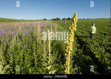 Deux enfants marchent dans un champ de soja ; Ceresco, Nebraska, États-Unis d'Amérique Banque D'Images