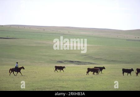 Rassemblement de bovins pour le marquage ; Howes, Dakota du Sud, États-Unis d'Amérique Banque D'Images