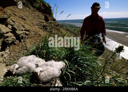 Zoologiste approche d'un nid avec deux poussins de faucon pèlerin arctique (Falco peregrinus) ; North Slope, Alaska, États-Unis d'Amérique Banque D'Images