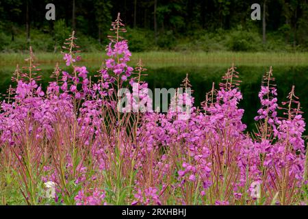 Herbe à feu (Chamaenerion angustifolium), fleur officielle du Yukon, fleurissant sur le rivage ; Yukon, Canada Banque D'Images