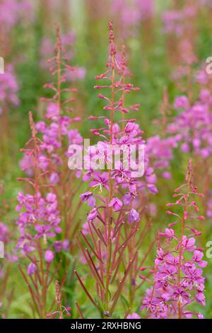 Gros plan de l'herbe à feu (Chamaenerion angustifolium), fleur officielle du Yukon ; Yukon, Canada Banque D'Images