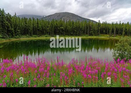 Herbe à feu (Chamaenerion angustifolium), fleur officielle du Yukon, fleurissant sur la rive d'un petit lac sous un ciel couvert ; Yukon, Canada Banque D'Images