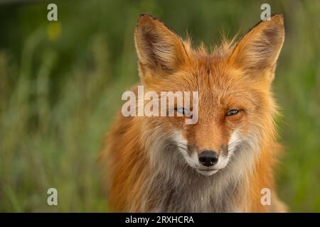 Portrait en gros plan d'un renard roux (Vulpes vulpes) ; Whitehorse, Yukon, Canada Banque D'Images