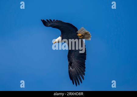 Aigle à tête blanche (Haliaeetus leucocephalus) en vol dans un ciel bleu vif ; Kalaloch, Washington, États-Unis d'Amérique Banque D'Images