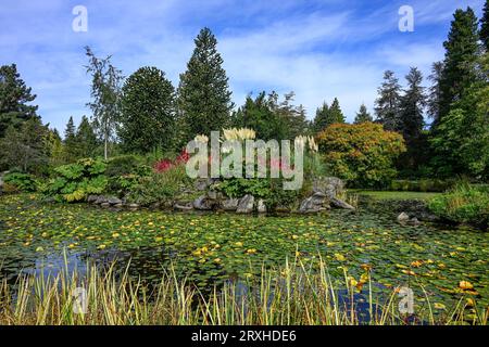 Étang avec coussinets de lys, VanDusen Botanical Gardens, Vancouver, Colombie-Britannique, Canada Banque D'Images