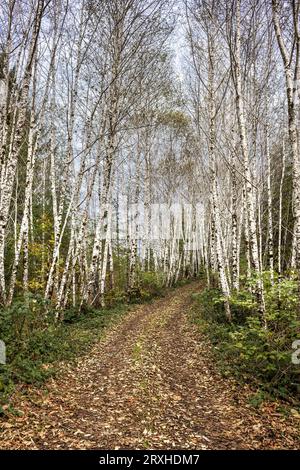 Chemin de terre bordé de bouleaux et recouvert de feuilles dans Olympic National Forest ; Aberdeen Gardens, Washington, États-Unis d'Amérique Banque D'Images