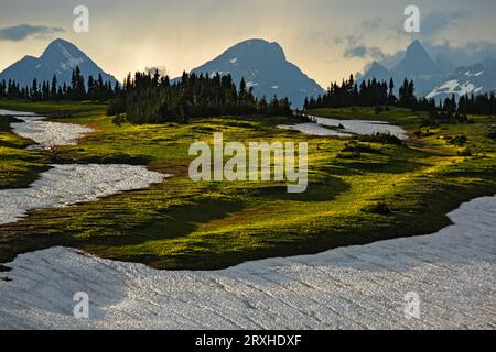 Des lueurs de lys glaciaires jaunes (Erythronium grandiflorum) fleurissent le long de la ligne continentale de partage dans Logan Pass, Glacier National Park, Montana, États-Unis Banque D'Images