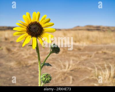 Tournesol jaune contre ciel bleu dans le paysage désertique de Washington. Banque D'Images