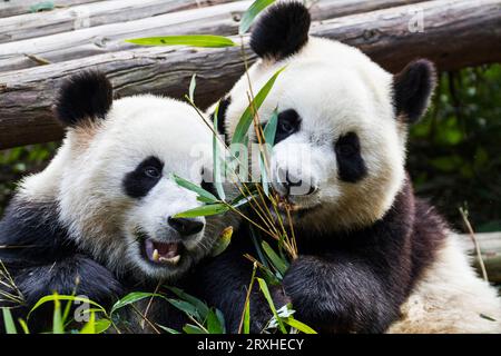 Deux pandas géants (Ailuropoda melanoleuca) au Panda Research Center, Chengdu, Chine Banque D'Images