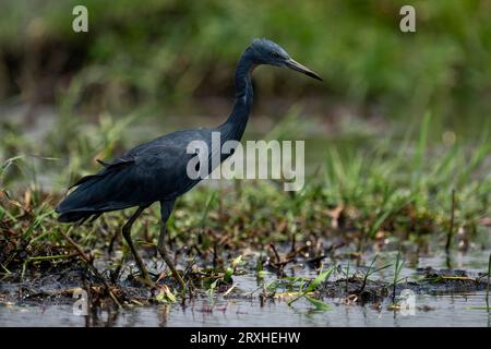 Portrait d'un héron noir (Egretta ardesiaca) se dresse dans l'herbe peu profonde dans le parc national de Chobe ; Chobe, Botswana Banque D'Images