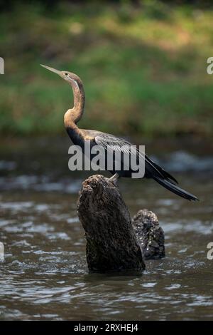 Portrait du dard africain (Anhinga rufa) de profil, debout sur une bûche morte dans l'eau, Parc National de Chobe ; Chobe, Botswana Banque D'Images