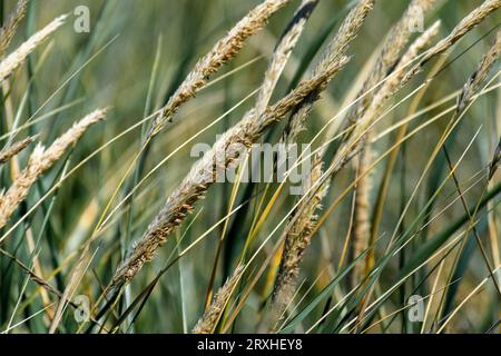 Gros plan d'herbes dunaires sauvages soufflant dans le vent près de l'embouchure du fleuve Columbia dans l'Oregon, États-Unis ; Warrenton, Oregon, États-Unis d'Amérique Banque D'Images