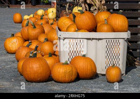 Citrouilles exposées un jour ensoleillé d'automne Banque D'Images