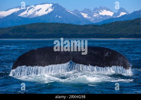 Une baleine à bosse soulève ses Flukes juste avant de glisser sous les eaux du canal Lynn avec les pics enneigés de la chaîne côtière dans le bac... Banque D'Images