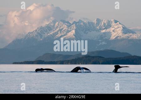 Le Whale Pod à bosse soulève leurs Flukes juste avant de glisser sous le canal Waters of Lynn avec les pics enneigés de la chaîne côtière dans le... Banque D'Images