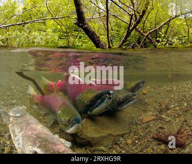 Vue sous-marine du saumon sockeye mature sur les aires de frai, Power Creek, près de Cordova, sud-central Alaska Banque D'Images