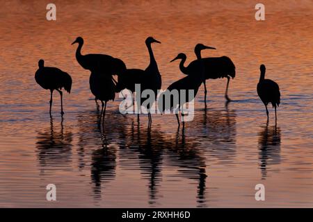 Silhouette de Sandhill Cranes pataugeant dans Un étang de repos au coucher du soleil dans la réserve naturelle nationale Bosque Del Apache, Nouveau-Mexique, États-Unis, hiver Banque D'Images