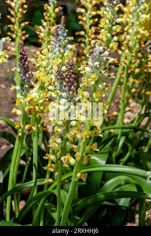 Cape Cowslip (Lachenalia mutabilis) cape Cowslip bicolore Banque D'Images