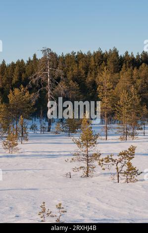 Forêt de pins et tourbière enneigée en hiver en Finlande Banque D'Images