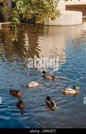 Canards sur le lac dans le parc. Garez-vous à l'automne. Arbres d'automne. Les canards sauvages se reflètent dans le lac. Plumes d'oiseau multicolores. Un étang avec Duc sauvage Banque D'Images
