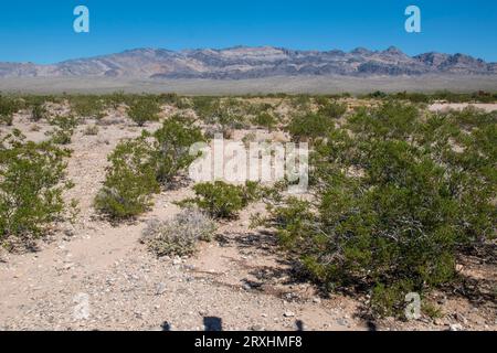 Le Corn Creek Visitor Center, au nord de Las Vegas, NV, informe les visiteurs sur le paysage environnant et sa faune. Banque D'Images