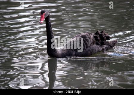 le cygne noir a des plumes noires bordées de blanc sur son dos et est tout noir sur la tête et le cou. Il a un bec rouge avec une bande blanche et un e rouge Banque D'Images