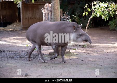 Le long museau flexible du tapir est formé à partir de la lèvre supérieure et du nez. Permet de localiser les aliments par odeur. Banque D'Images