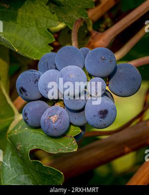 Un grand groupe de raisins violets poussent sur une vigne. Il y a des feuilles vertes entourant les raisins. Banque D'Images