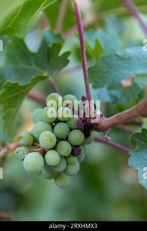 Un petit groupe de raisins verts poussent sur une vigne. Il y a des feuilles vertes entourant les raisins. Banque D'Images