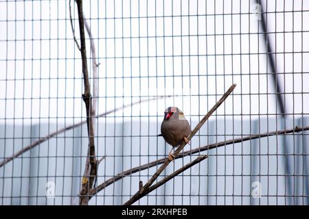 Le Finch roulé rouge est plus facilement reconnaissable par son sourcil, sa croupe et son bec rouge vif, sur un oiseau par ailleurs vert et gris. Banque D'Images