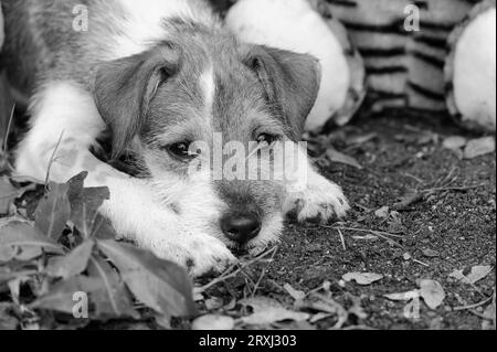 Un chien chiot mignon est dehors allongé avec Un regard triste et paresseux sur son visage Banque D'Images