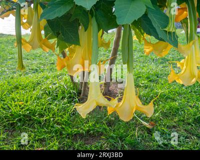 Brugmansia. trompettes d'ange. Arbuste arboré dans le sud. Fleurs jaunes. Cloches. Bush dans la pratique urbaine. Exotique du sud. Plante à croissance rapide Banque D'Images