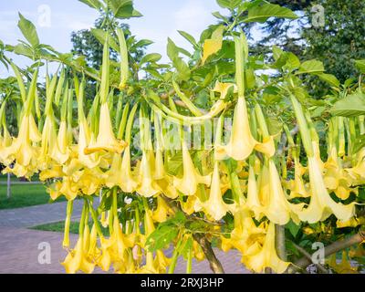 Brugmansia. trompettes d'ange. Arbuste arboré dans le sud. Fleurs jaunes. Cloches. Les bourgeons de la culture ont un arôme caractéristique persistant, qui Banque D'Images