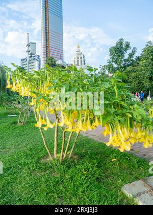 Brugmansia. trompettes d'ange. Arbuste arboré dans le sud. Fleurs jaunes. Cloches. Les bourgeons de la culture ont un arôme caractéristique persistant, qui Banque D'Images