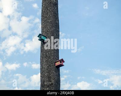 Nichoirs sur un grand arbre. Nichoirs de conception inhabituelle dans le parc. Prendre soin des oiseaux. Lieu de nidification. Des choses faites maison. Banque D'Images