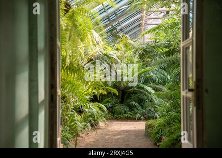 Portes ouvertes en serre avec diverses fougères, palmiers et autres plantes tropicales en journée ensoleillée Banque D'Images