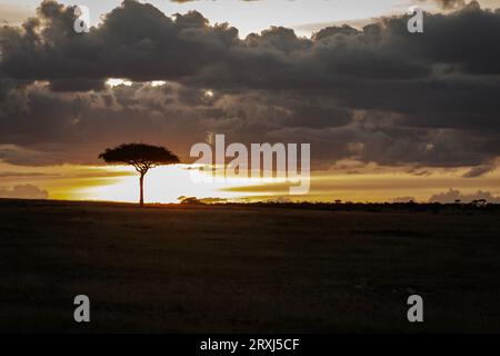 Vues spectaculaires sur le coucher du soleil d'une tempête qui roule sur la réserve nationale Maasai Mara avec un seul arbre à gauche Banque D'Images