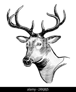 Tête de cerf. Dessin noir et blanc à l'encre de style rétro dessiné à la main Banque D'Images