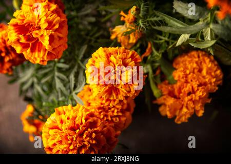 Fleurs d'orange Cempasuchil ou Marigold.(Tagetes erecta) utilisé traditionnellement dans les autels pour la célébration du jour des morts au Mexique Banque D'Images