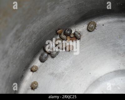 Groupe de tiques brunes de chien sur fond métallique gris, tique parasite pompant le sang de l'animal Banque D'Images