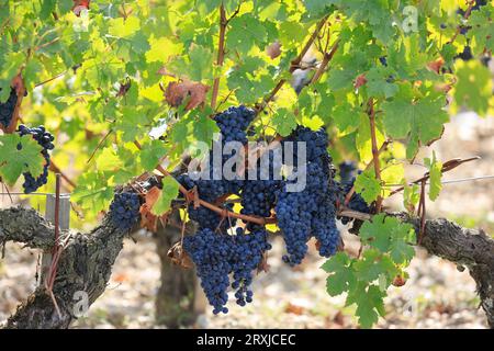 Margaux dans le Médoc, le vignoble le plus célèbre au monde. Vigne, vignoble, raisins, vin rouge et tourisme. Vignes et vignobles des vins de Bordeaux. Marg Banque D'Images