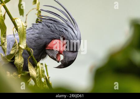 Le portrait d'un Palm Cockatoo - Probosciger aterrimus Banque D'Images