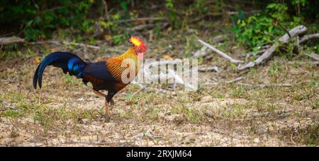 Belle poule de jungle sri lankaise se nourrissant des forêts du parc national de Yala, oiseau endémique et national du Sri Lanka. Banque D'Images