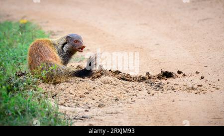 La mangouste à col rayé (Urva vitticolla) creuse sur la bouse d'éléphant sur le bord d'une route de gravier dans le parc national de Yala. Banque D'Images